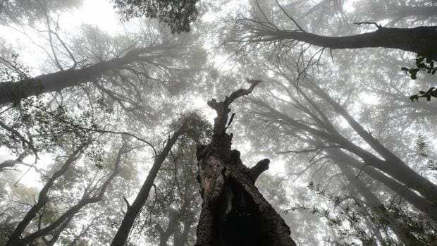 Vista de un bosque de Coigües, uno de los árboles endémicos de la región del Maule (Chile)