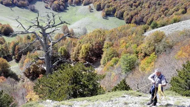 Dónde ver el árbol más antiguo de Europa, según los científicos