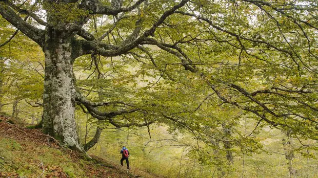 Nueve bosques de otoño imprescindibles en España