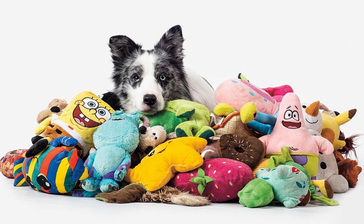 Perros superdotados que recuerdan el nombre de cien juguetes