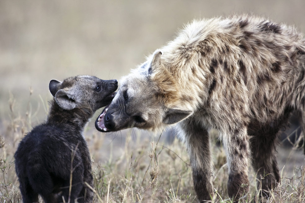 Los mitos alrededor de las hienas | XLSemanal