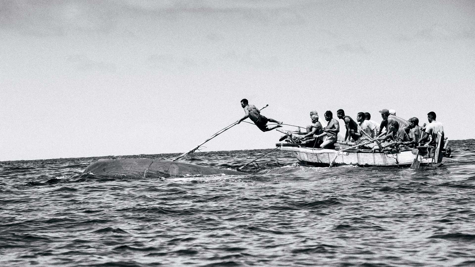 Capitanes Ahab: los balleneros que cazan como hace 600 años