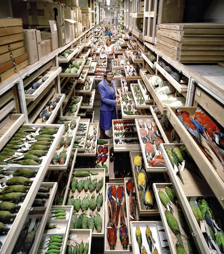 El nuevo arca de Noé: así es la mejor colección de historia natural del mundo