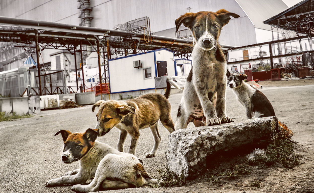 Los perros radiactivos de Chernóbil (y el misterio de su supervivencia)