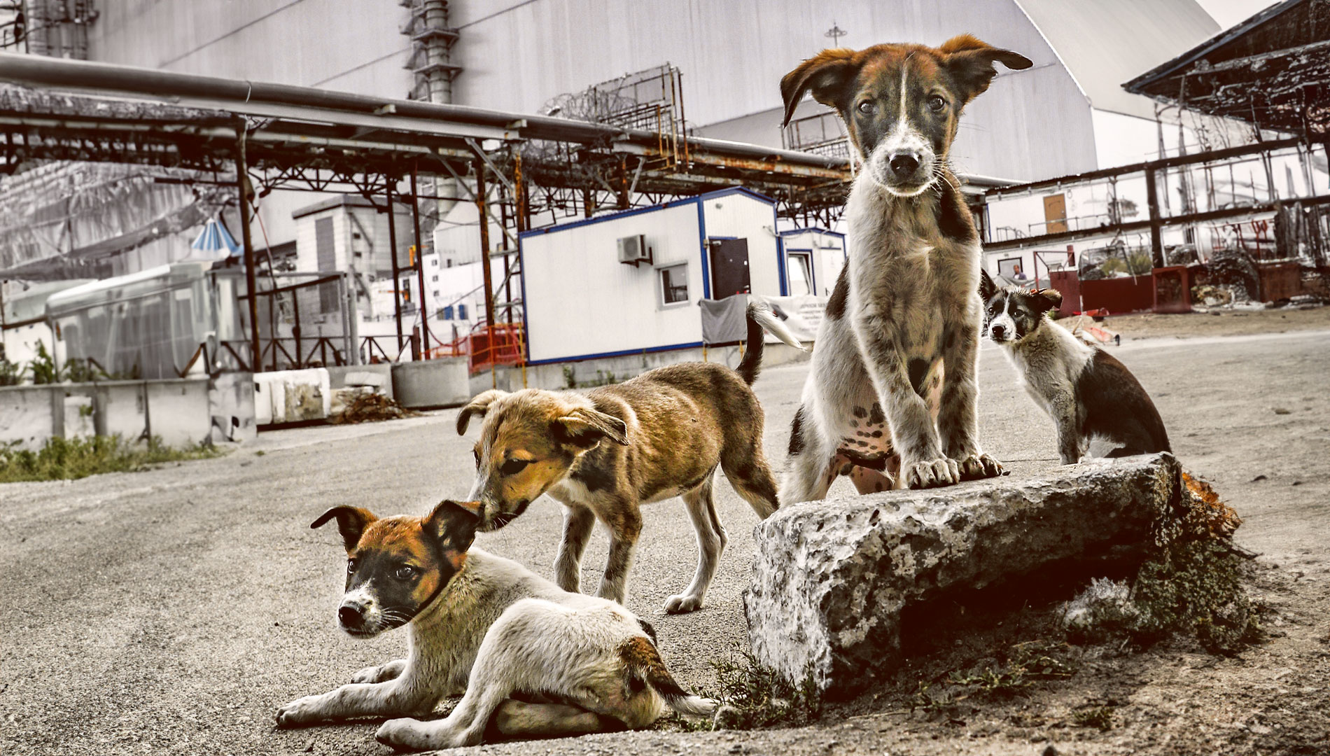 Los perros radiactivos de Chernóbil (y el misterio de su supervivencia)