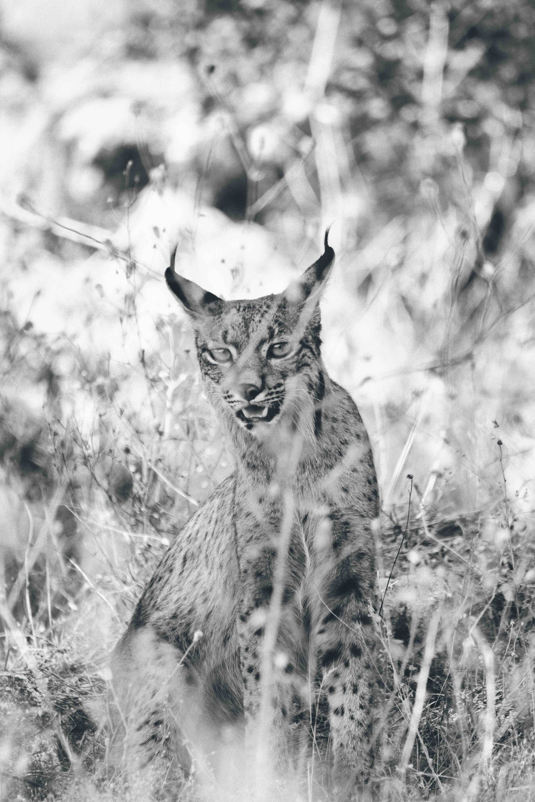 El renacer del 'fantasma' del bosque