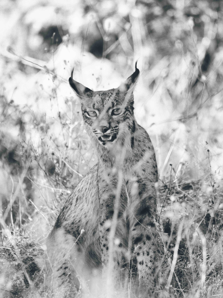 El renacer del 'fantasma' del bosque